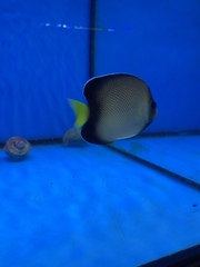 Apolemichthys xanthurus