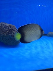 Apolemichthys xanthurus