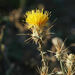 Centaurea ornata - Photo (c) Connor Connolly-Moyls, algunos derechos reservados (CC BY-NC), subido por Connor Connolly-Moyls