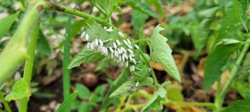 Hornworm Parasitoid Wasp Complex photo 4
