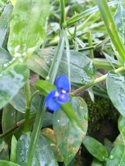 Commelina clavata