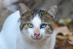 Domestic Cat photo 5