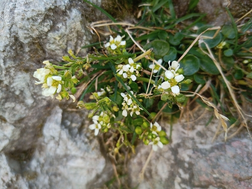 Tatra Scurvy-grass (Cochlearia tatrae)