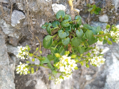Cochlearia tatrae, photograph 1