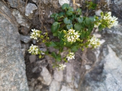 Cochlearia tatrae, photograph (c) Michal Honskus, some rights reserved (CC BY)