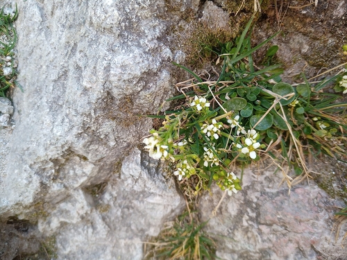 Image of Cochlearia tatrae by (c) Michal Honskus, some rights reserved (CC BY)