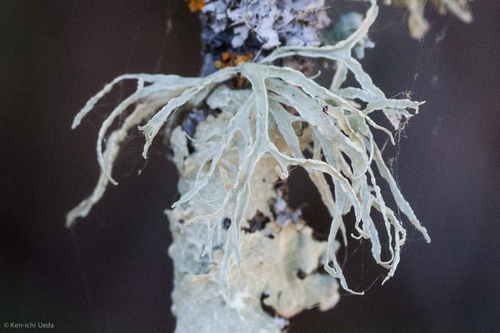 Farinose Cartilage Lichen