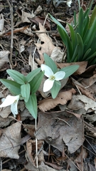 Trillium nivale