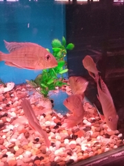 Geophagus altifrons