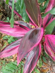 Cordyline fruticosa