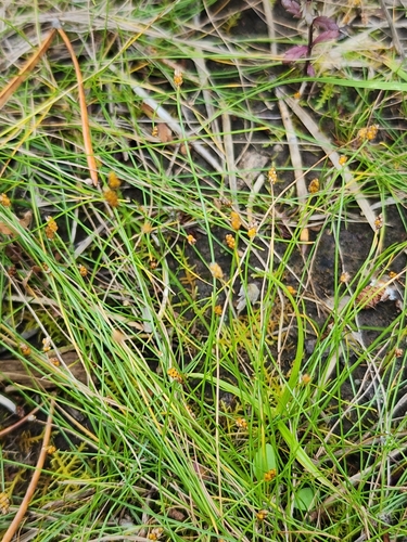 Image of Eleocharis nitida by (c) Norma Malinowski, some rights reserved (CC BY)