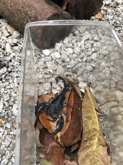 Heterometrus spinifer