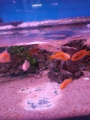 Labidochromis caeruleus