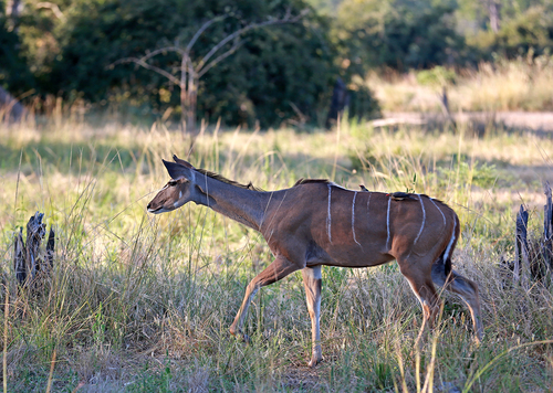 Southern Greater Kudu