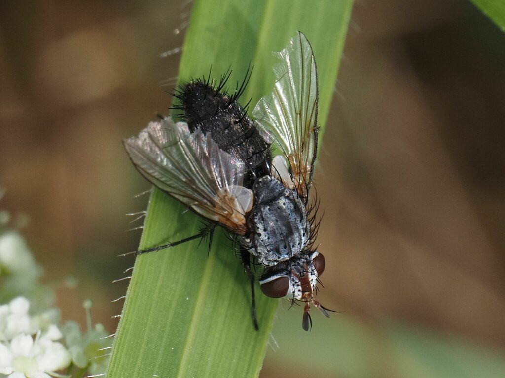 Demoticus plebejus