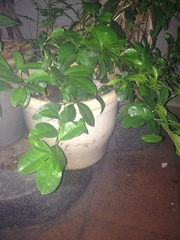 Citrus × latifolia