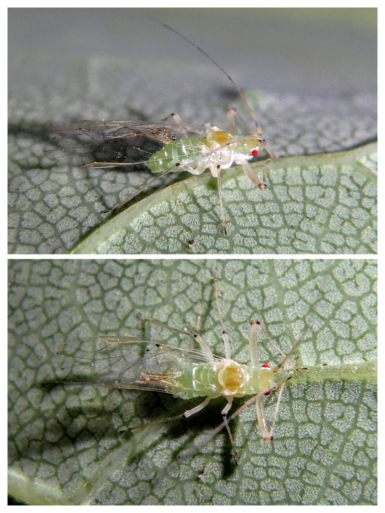 Drepanosiphum oregonense