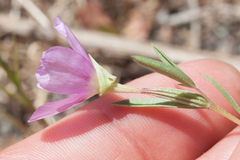 Clarkia affinis