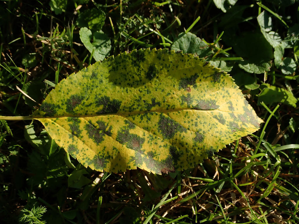 Apple Marssonina leaf blotch