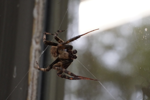 Spotted orbweaver