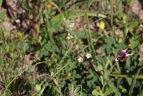 Image of Phyllopodium capillare by (c) Tony Rebelo, some rights reserved (CC BY-SA)