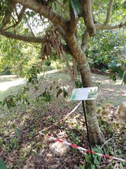 Nephelium cuspidatum
