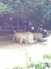 Rhinocerotidae