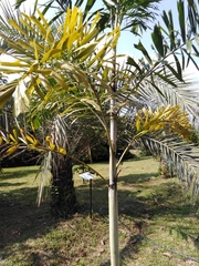 Pinanga coronata