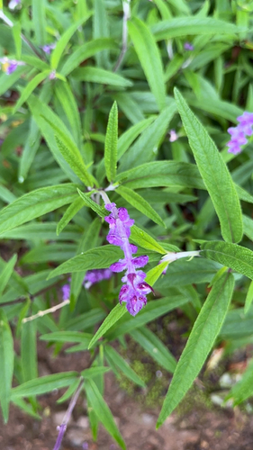 Salvia leucantha