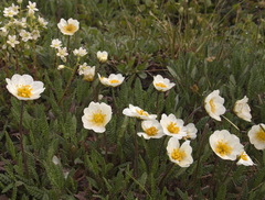Dryas alaskensis