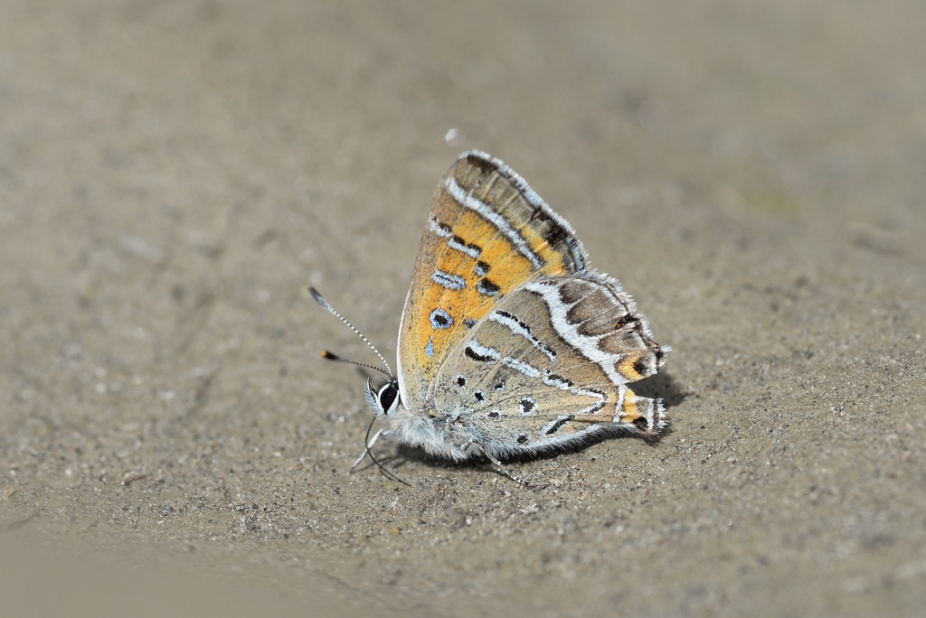 Lycaena ouang from 中国四川省甘孜藏族自治州雅江县 on May 28, 2019 at 10:01 PM by ...