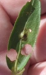 Unknown s-fistulosa-midrib-blister gall