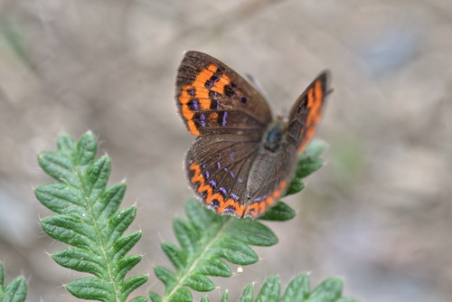 Lycaena tseng