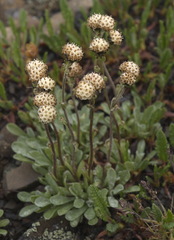 Antennaria monocephala