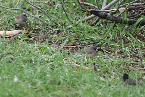 Pink-sided Junco photographed in Montana