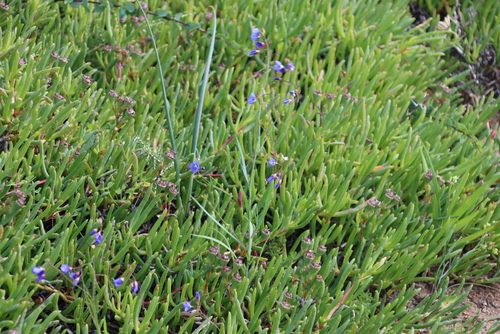 Image of Heliophila coronopifolia by (c) Tony Rebelo, some rights reserved (CC BY-SA)