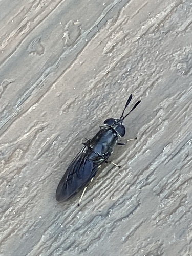 Hermetia sexmaculata photo 2
