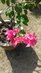 Bougainvillea
