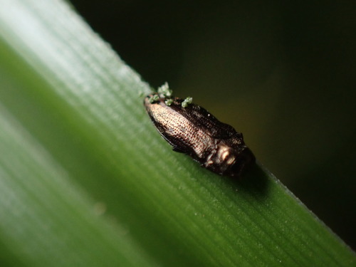 Taphrocerus chevrolati