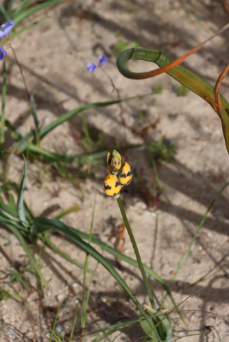 Image of Ornithogalum maculatum by (c) Tony Rebelo, some rights reserved (CC BY-SA)