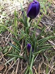 Crocus vernus