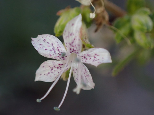 Pagosa Ipomopsis (Ipomopsis polyantha)