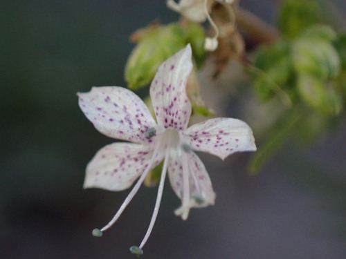 Image of Ipomopsis polyantha by (c) Jared Shorma, some rights reserved (CC BY)