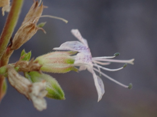Image of Ipomopsis polyantha by (c) Jared Shorma, some rights reserved (CC BY)