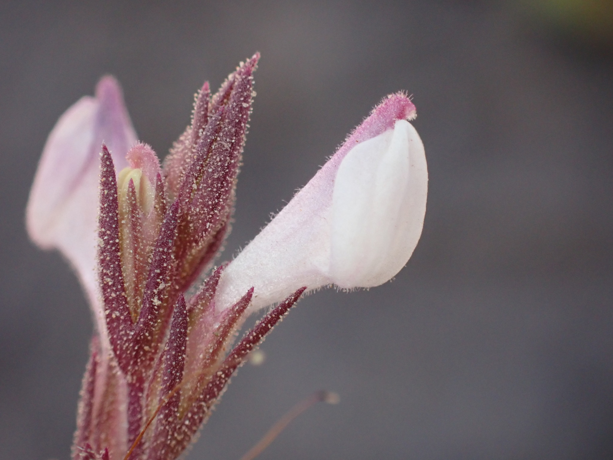 Orthocarpus purpureoalbus
