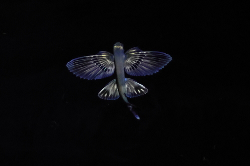 Bigwing flyingfish (Prognichthys glaphyrae) — Exocoetidae — 2