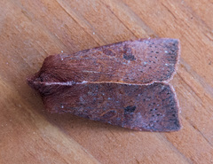 Orthosia transparens