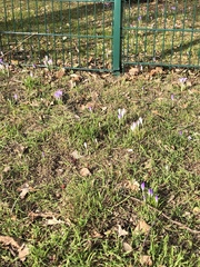 Crocus tommasinianus