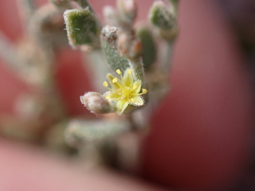Image of Eriogonum leptocladon by (c) Jared Shorma, some rights reserved (CC BY)