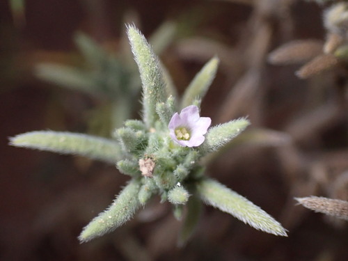 Image of Nama retrorsa by (c) Jared Shorma, some rights reserved (CC BY)